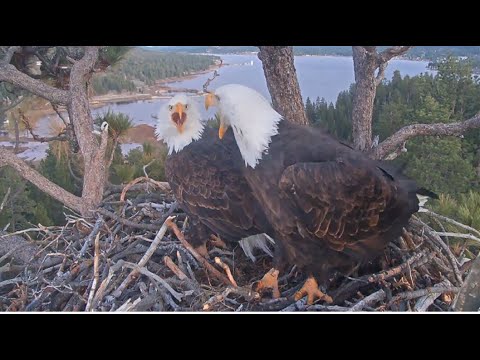 JACKIE INVITES SHADOW TO MATE! 💖 Love Language & Bonding Over MASSIVE Puzzle Stick! FOBBVCAM 1.12.26