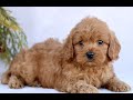 Mini Goldendoodle dogs for sale: Leo  - Video 1