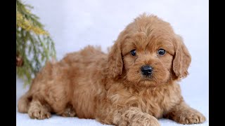 Video preview image #1 Goldendoodle (Miniature) Puppy For Sale in EPHRATA, PA, USA