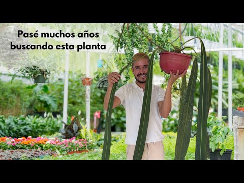 I traveled for hours by road LOOKING FOR A PLANT I ALWAYS DREAMED OF