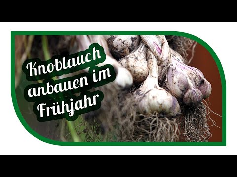 , title : 'Knoblauch anbauen & pflanzen im Frühjahr | Tipps und Tricks'