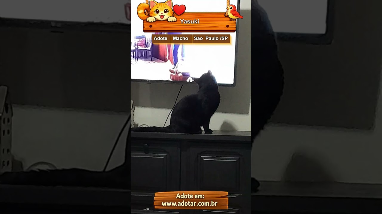 Gato raça SRD-ViraLata idade 2 anos nome Yasuki