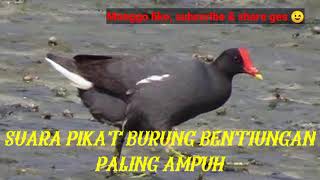 Download lagu SUARA PIKAT BURUNG BENTIUNGAN PALING JITU mp3