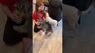 Video preview image #1 Rat-Cha Puppy For Sale in Grafton, WI, USA