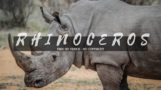 Download lagu Rhinoceros | No copyright video | nature videos | Animal video | Copyright free video mp3