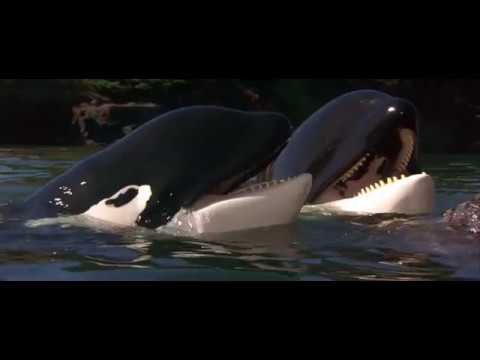 04. Connection (Free Willy 2 / 1995) Soundtrack /With voices/