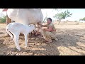 Viral Cow Milk Making Vlog