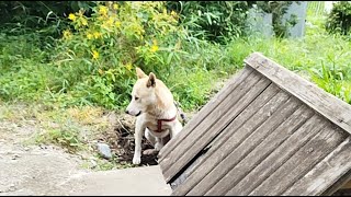 #朝ライブ#柴犬#縄文柴犬#犬のいる暮らし#癒し＃猫のいる暮らし