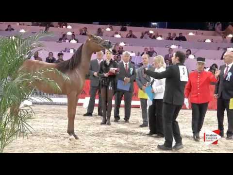 N.3 FALAH AL SHAQAB - Paris 2015 - Yearling Fillies (Class CM1 A)