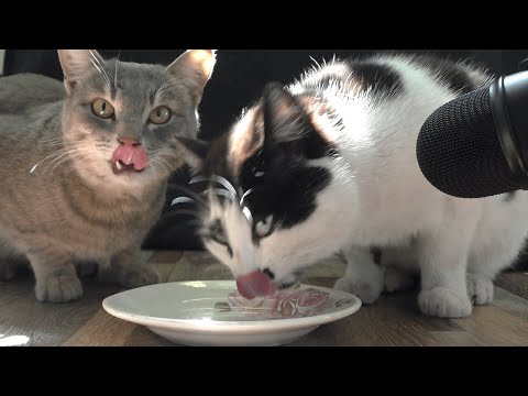 Cats eat sour cream asmr | Animals 265