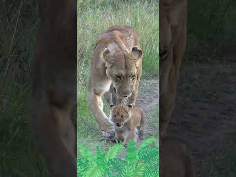 Wildlife List