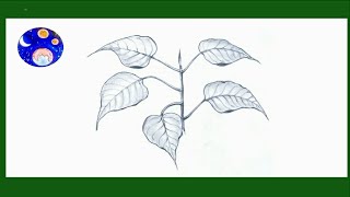 Peepal tree leaf drawing | அரசமர இலை  | pencil drawing | ficus religiosa  drawing