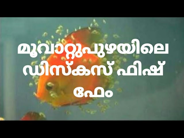 EBM Discus fish firm in Muvattupuzha