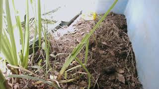 ダルマガエル観察ライブ20250901