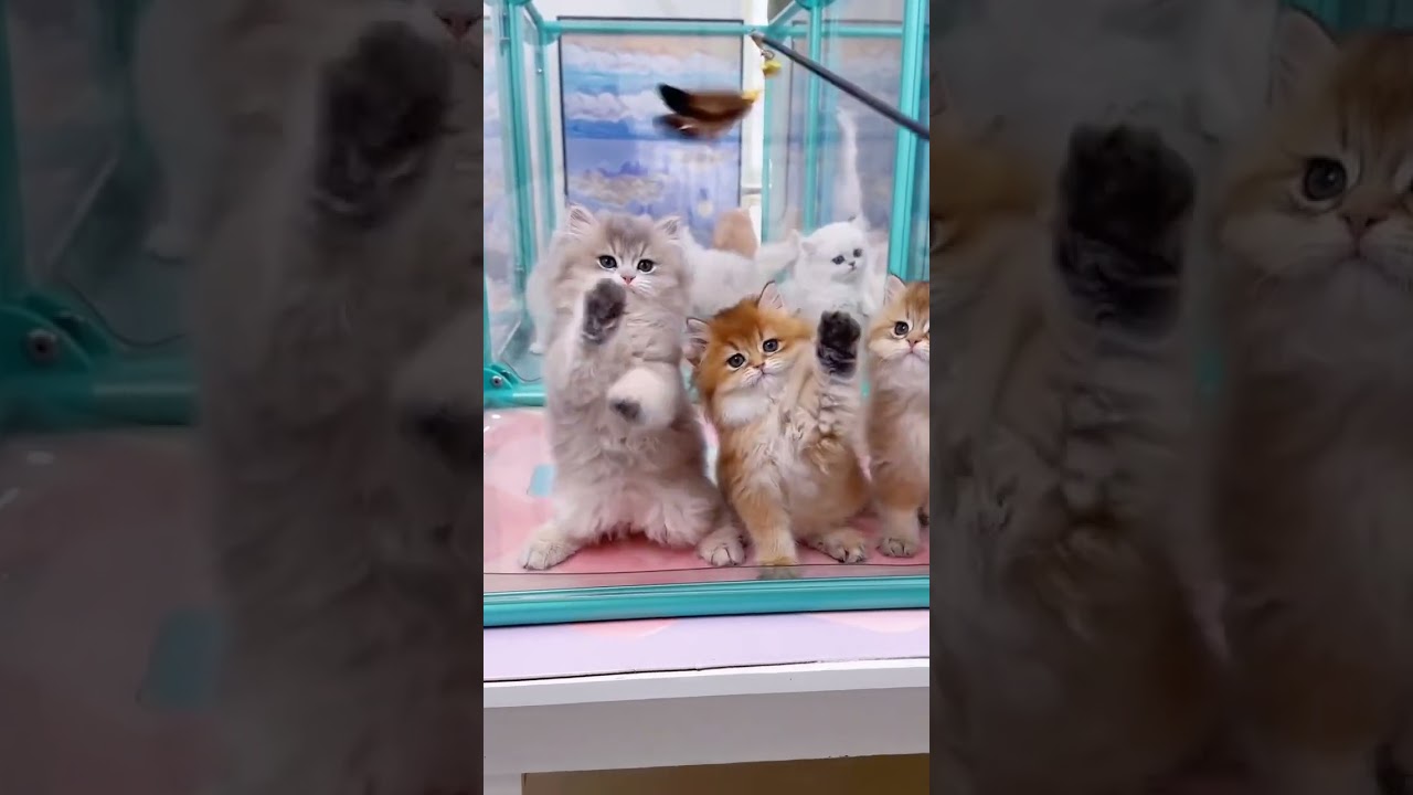 Adorable and lovable kittens ♥ #cat #kitten #cute #animal