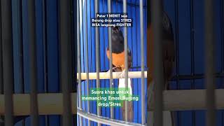 Download lagu Cara mengatasi burung murai drop/stres mp3
