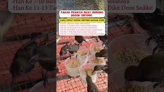 Download lagu Pancingan Suara Burung Sogok Ontong Gacor #kicaumania #kicauburunglovebird #burung #lovebirdkicau mp3