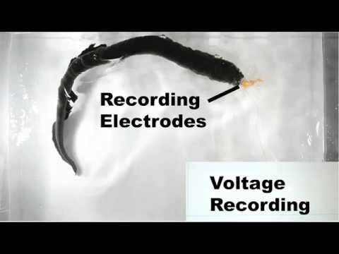 Electric eel  Most remarkable predator in animal kingdom