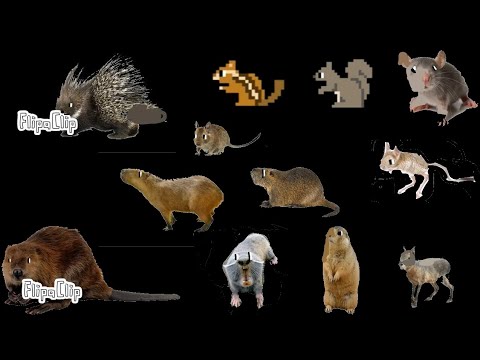 Wild rodents - Animal series - Mouse, Jerboa, & Chipmunk - The kids picture show