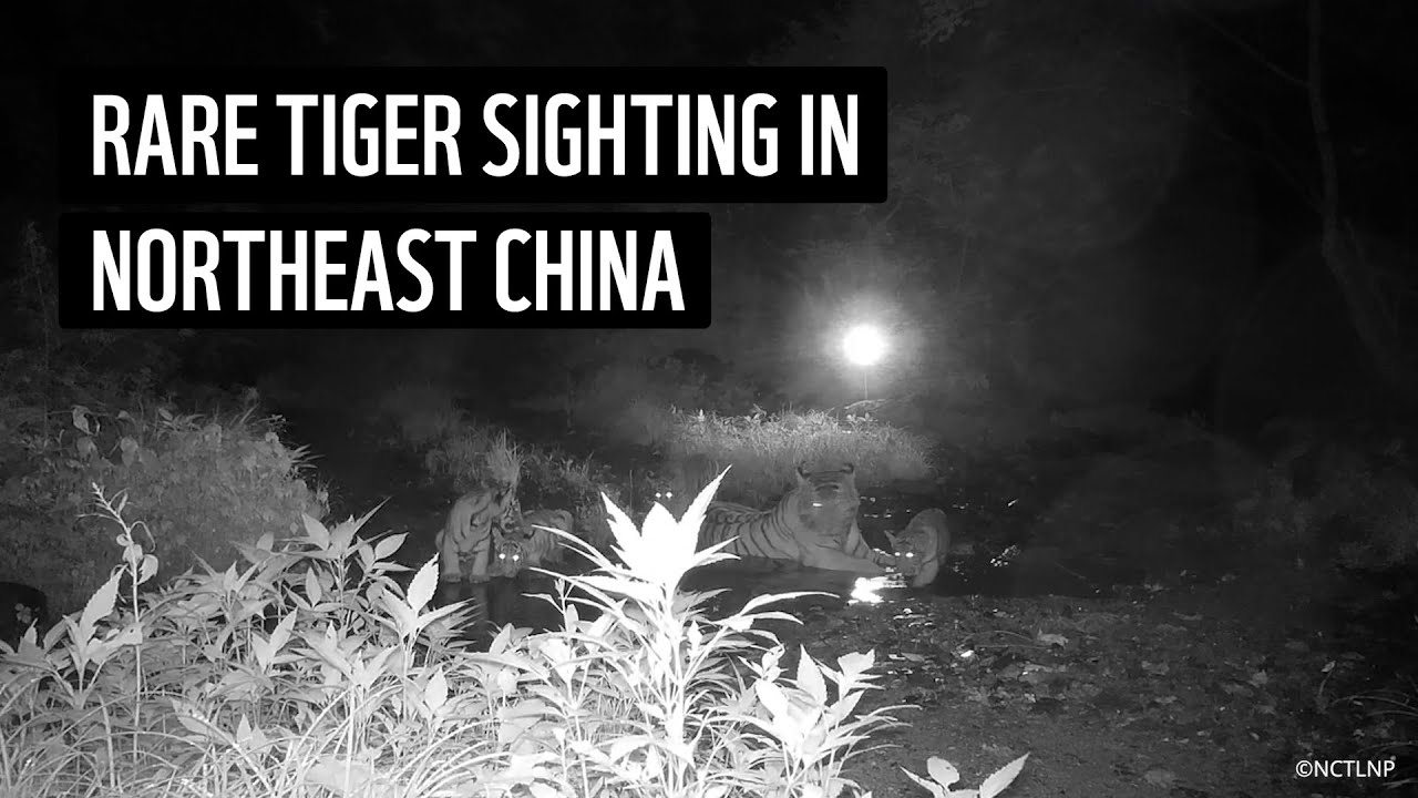 Rare Footage of Cubs Highlights Hope for Wild Tigers in China