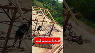 Download lagu #rumah minimalis 6x6,##rangka kayu mp3 Download lagu #rumah minimalis 6x6,##rangka kayu mp3