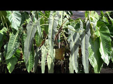 NSE Tropicals Tour — Philodendron, Anthurium, and more! — Plant One On Me — Ep. 095