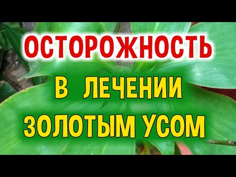 Противопоказания в Применении Препаратов из Золотого Уса. Отрицательные Симптомы.