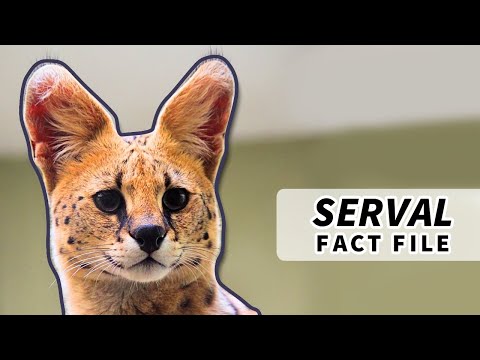 Serval Facts: the CAT with the LONGEST LEGS 🙀 | Animal Fact Files
