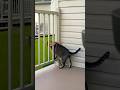 Cat Fails to Squeeze Through Balcony Fence After Person Attaches Spatula to Her Harness