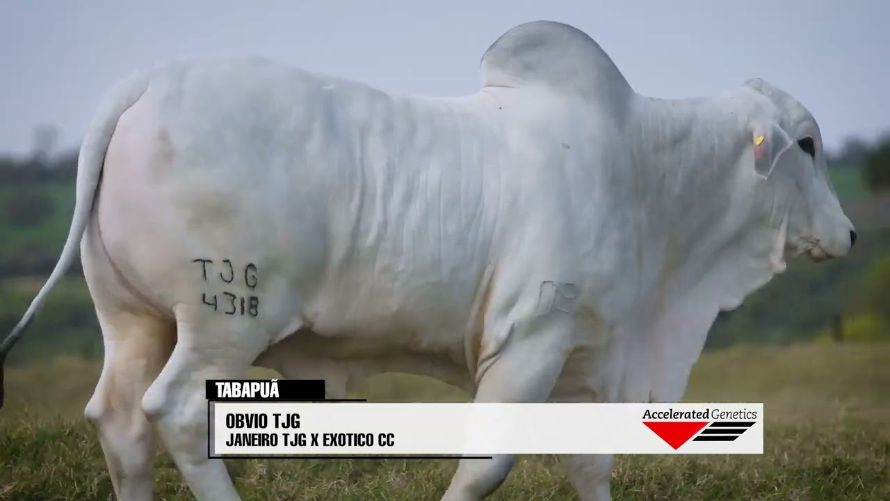 Vídeo OBVIO TJG
