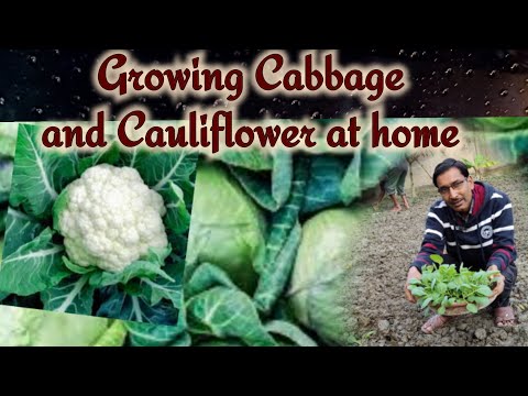 , title : 'Grow Cabbage and Cauliflower at home most Easily. Sowing Seeds to Harvesting the Full Video'