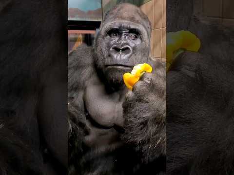 Gorilla shocked that he farts while eating yellow peppers. 😅🤣 #Shorts #AnimalASMR #Gorilla #ASMR