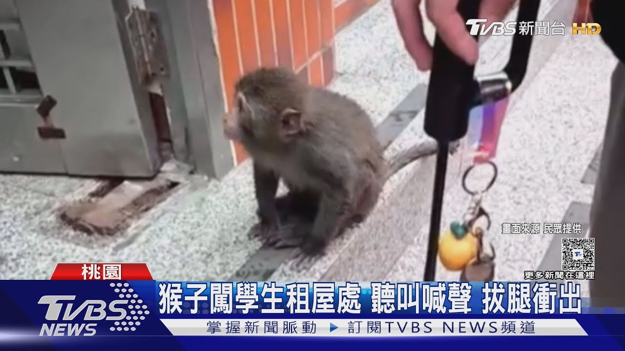 猴子闖超商、悠閒逛大街 民眾目擊嚇壞