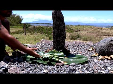 Save Our Seals - Aloha Kanaloa Coalition