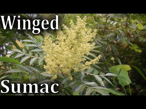 How to Identify Winged Sumac - Rhus copallina