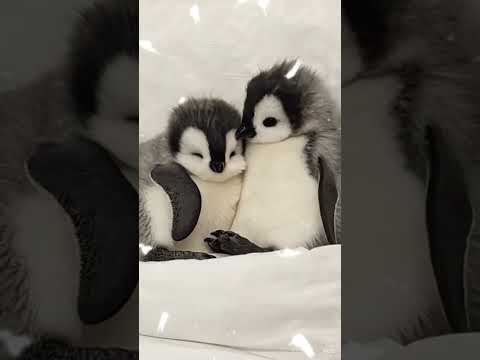 Are Baccha Hai Mera 🫠 Heart Touching Video 🤗 SO Cute Baby Penguin 🌹 #babypenguin #cuteanimals #viral