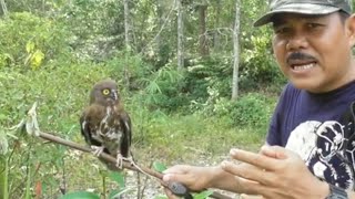 Download lagu eksperimen mikat burung kecil menggunakan burung hantu mp3