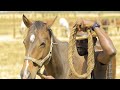 Pharry K Totagote Never Grow Old OFFICIAL VIDEO