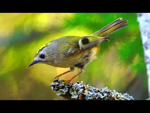 Reyezuelo sencillo ( Regulus regulus ) Goldcrest