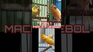 Download lagu 3 IN 1 TERAPI PANCINGAN KENARI MACET mp3