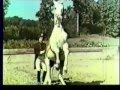 Doleful Lions- White Horse