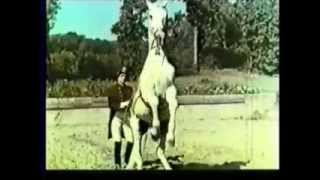 Doleful Lions- White Horse