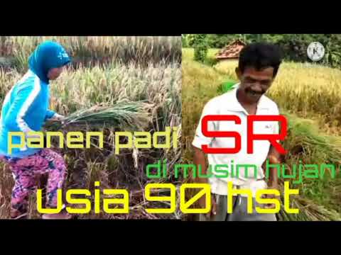 Padi sr 90 hst #panen