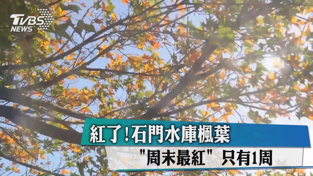 紅了!石門水庫楓葉「週末最紅」 只有1週