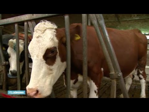 , title : 'Hoogzwangere koeien geslacht: ‘Er komt dan een joekel van een kalf uit de buik' - RTL NIEUWS'