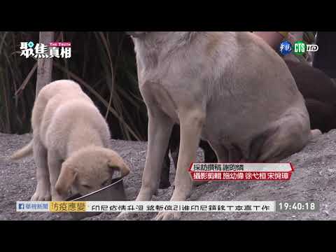 絕育結紮困難 流浪貓犬問題難解