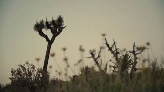 Roniit - Let go (official visualizer)