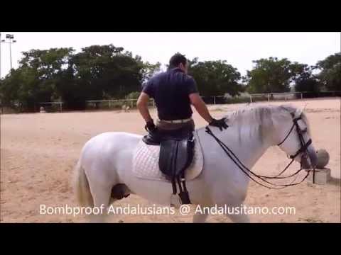 Bombproof Andalusian