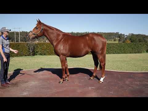 2021 Gold Coast National Broodmare Sale Lot 1210