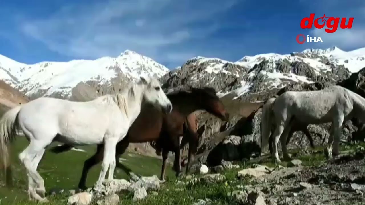 Munzur Dağlarındaki yılkı atları görüntülendi